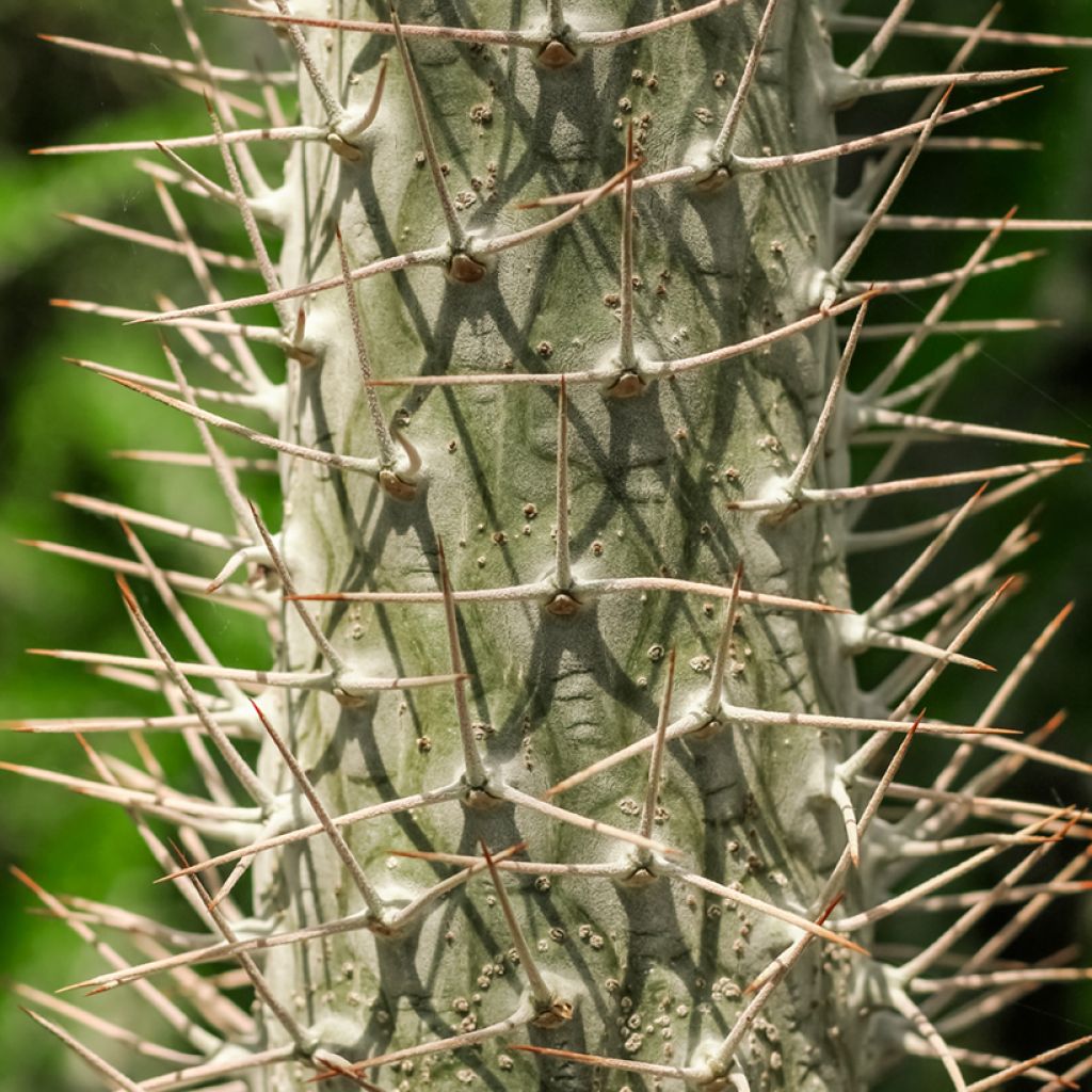 Aavikkopaksujalka - Pachypodium lamerei