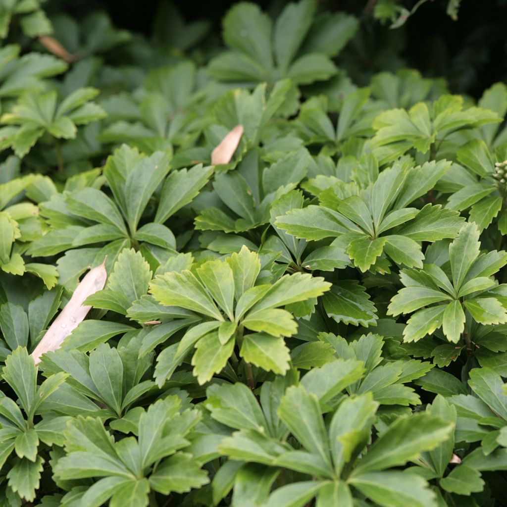Varjoyrtti - Pachysandra terminalis