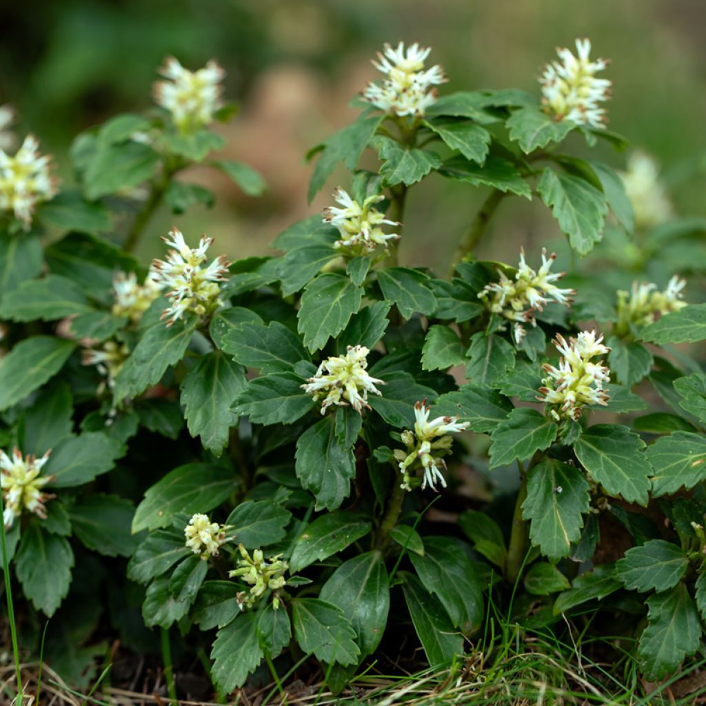 Varjoyrtti - Pachysandra terminalis