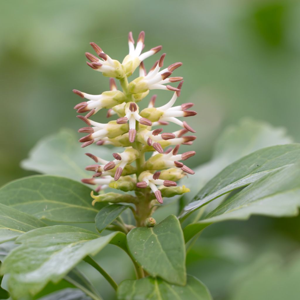 Varjoyrtti - Pachysandra terminalis
