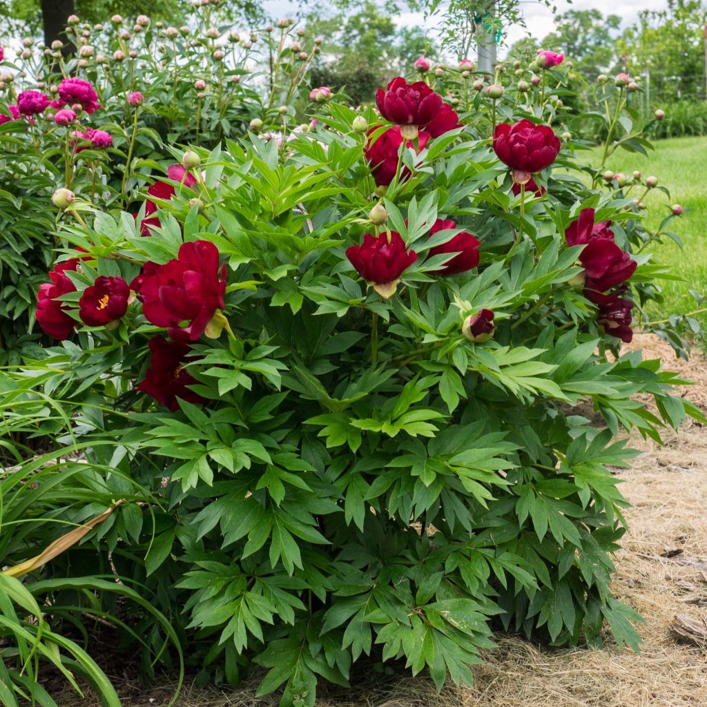Pivoine Itoh Scarlet Heaven