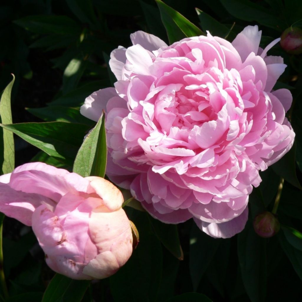 Kiinanpioni Sarah Bernhardt
