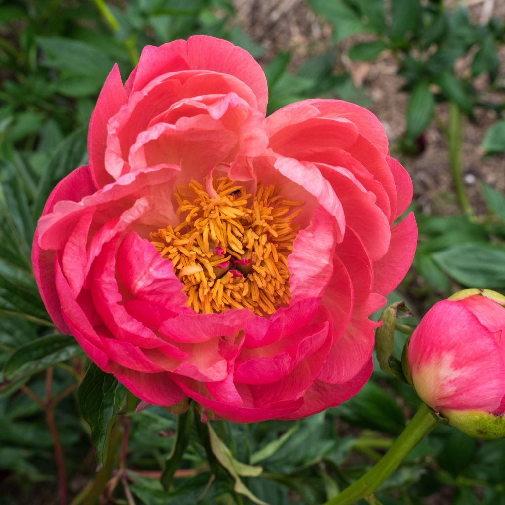 Pivoine lactiflora Coral Charm