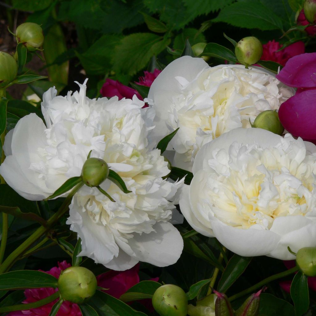 Kiinanpioni Duchesse de Nemours