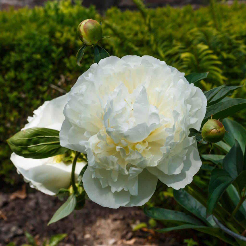 Kiinanpioni Duchesse de Nemours