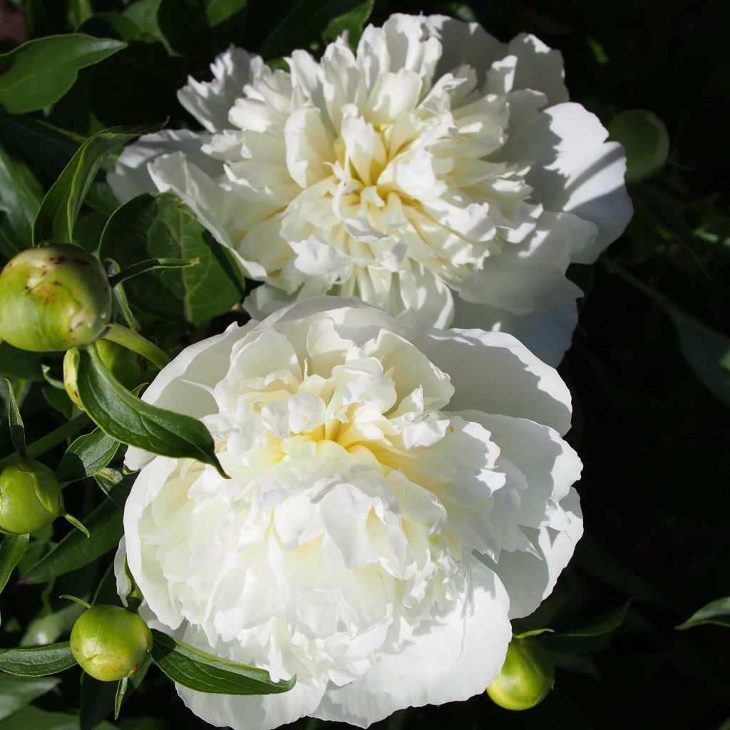 Kiinanpioni Duchesse de Nemours