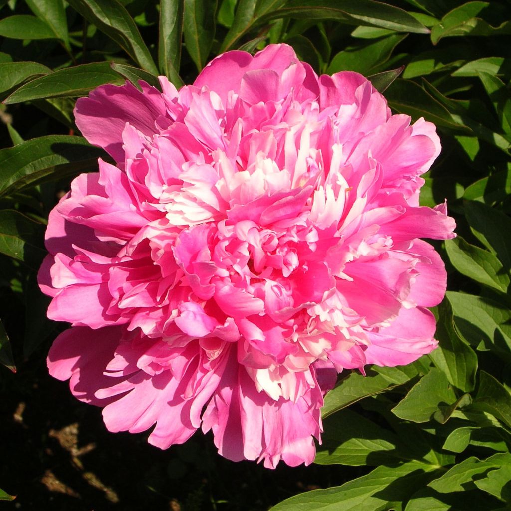 Kiinanpioni Edulis Superba