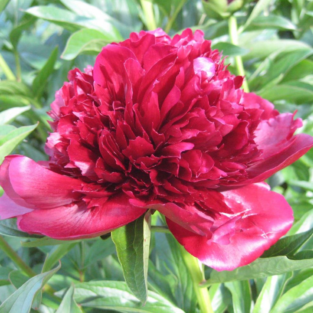 Kiinanpioni Red Charm
