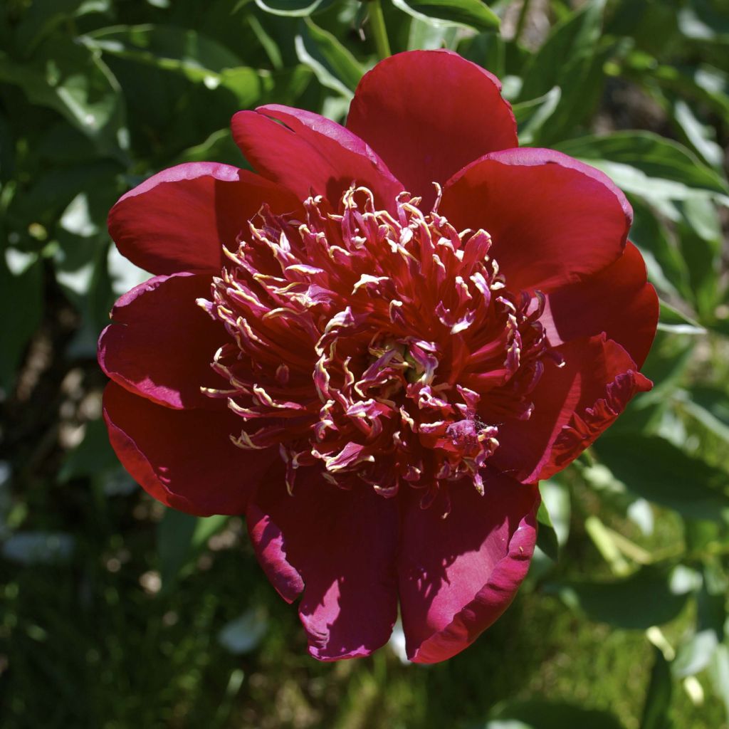 Kiinanpioni Red Charm