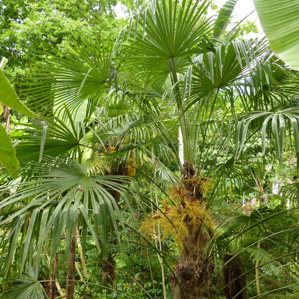 Kuitupalmu - Trachycarpus fortunei