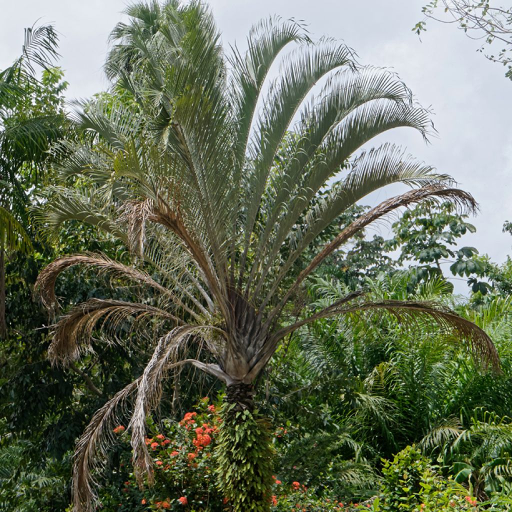 Kolmiopalmu - Dypsis decaryi