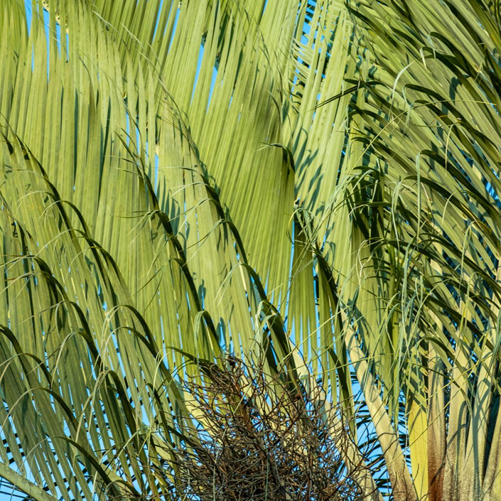 Kolmiopalmu - Dypsis decaryi