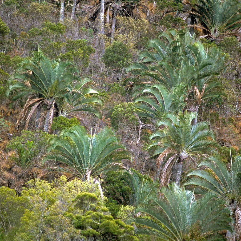 Kolmiopalmu - Dypsis decaryi