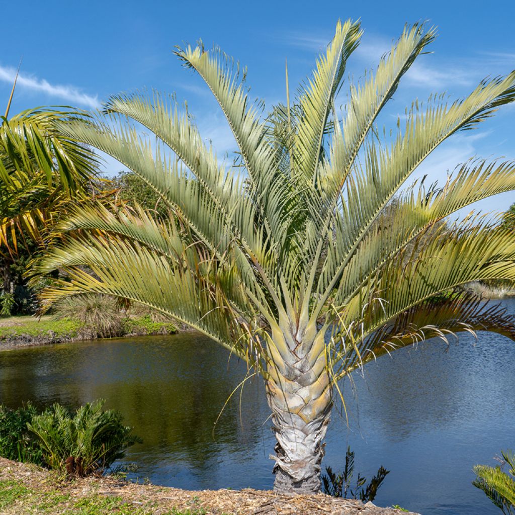 Kolmiopalmu - Dypsis decaryi