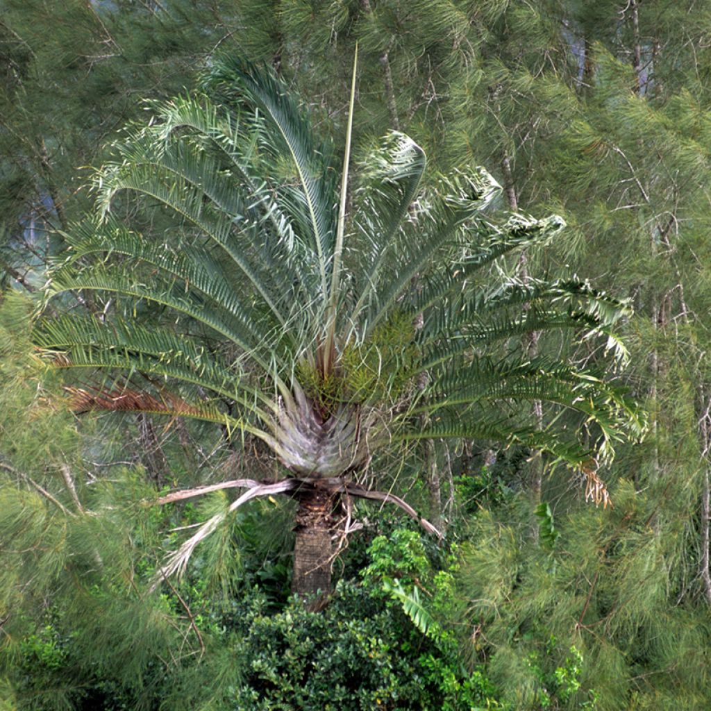 Kolmiopalmu - Dypsis decaryi