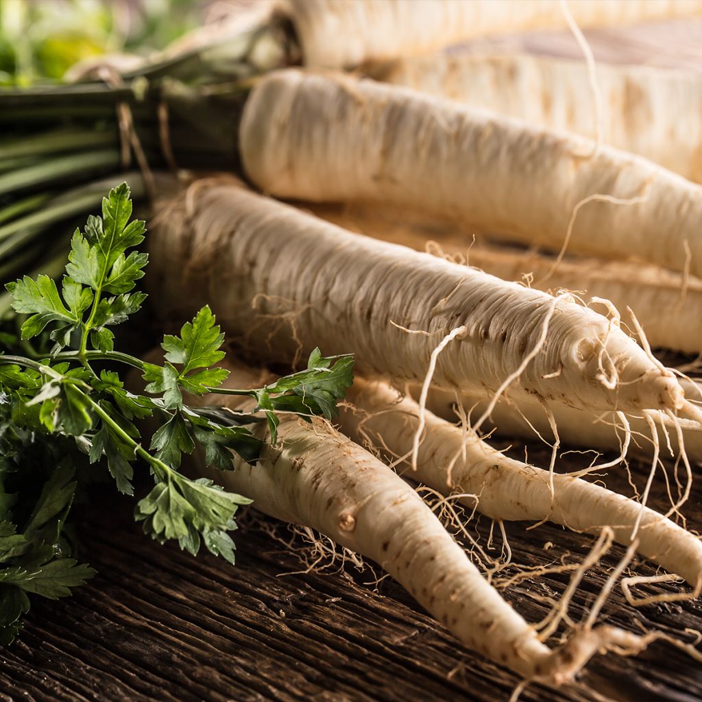 Panais cultivé ou sauvage - Pastinaca sativa subsp. Sativa