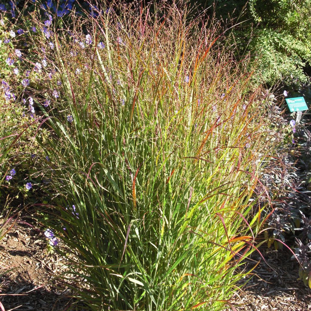Panic érigé - Panicum virgatum Shenandoah  
