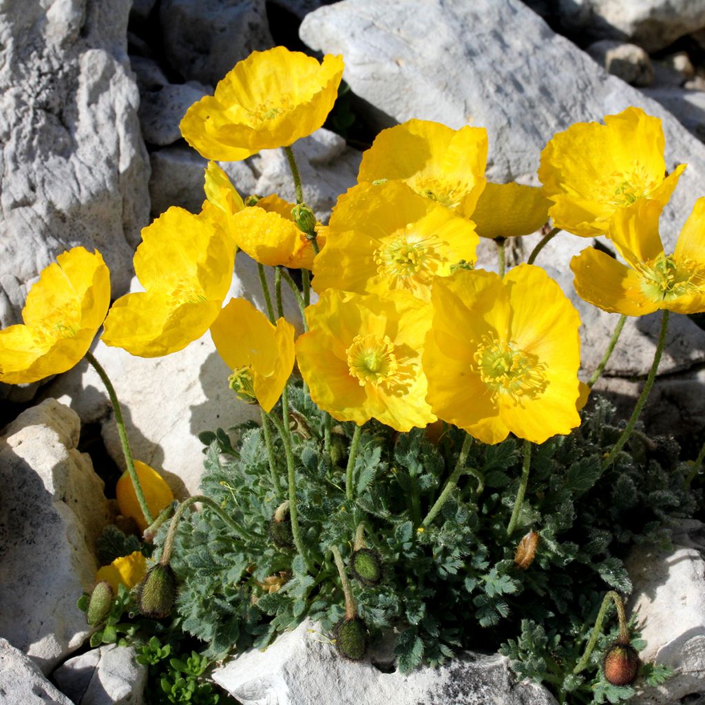 Alppiunikko - Papaver alpinum