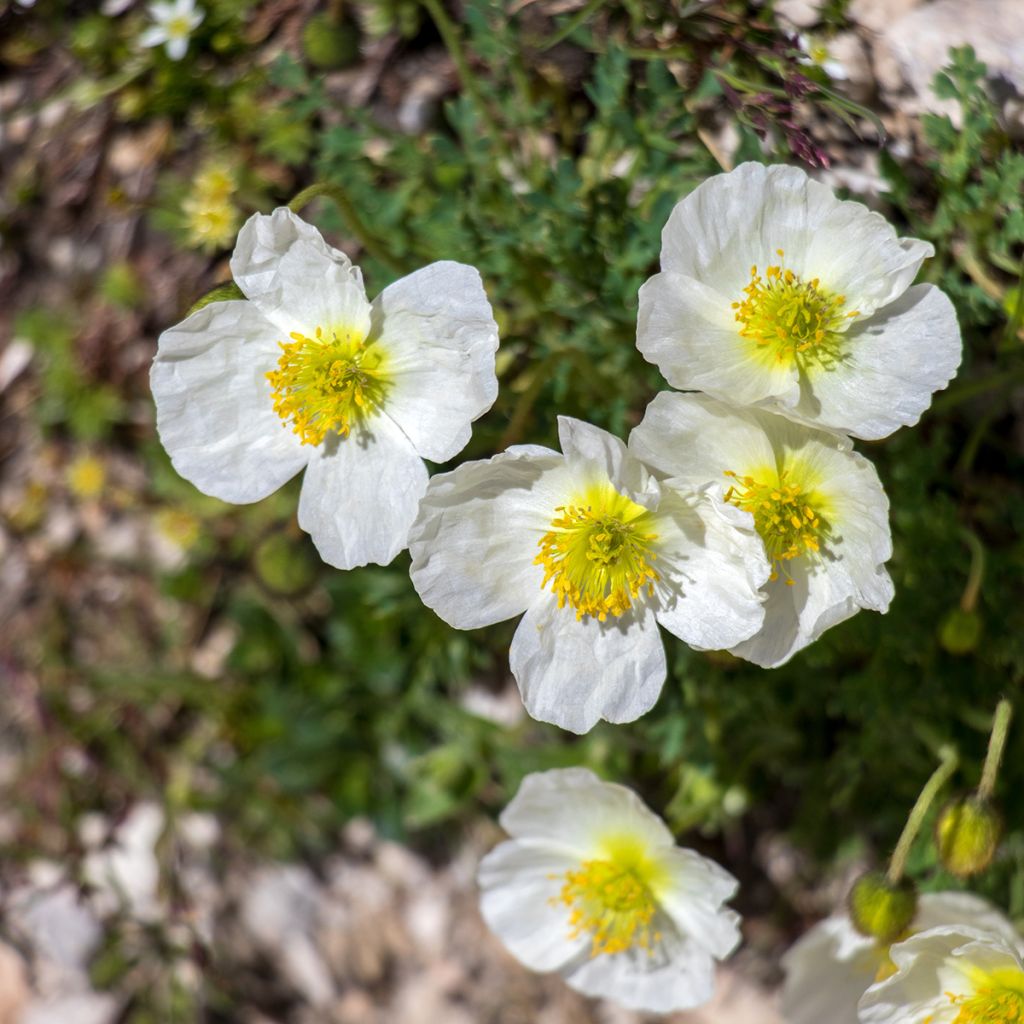 Alppiunikko - Papaver alpinum