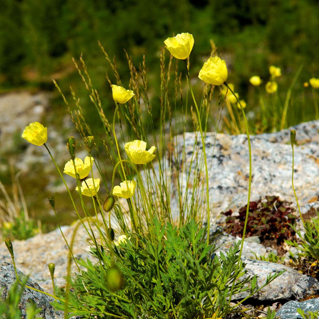 Alppiunikko - Papaver alpinum