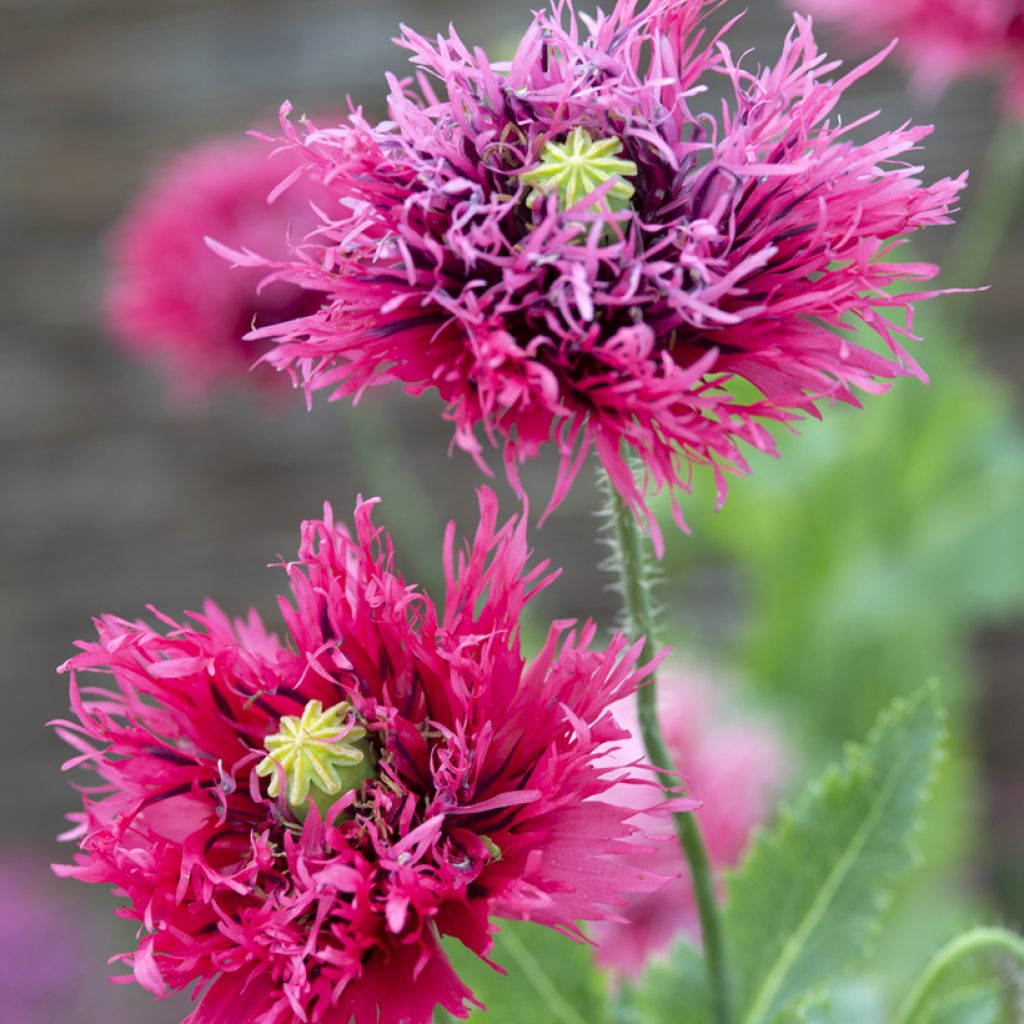 Oopiumiunikko Rose Feathers