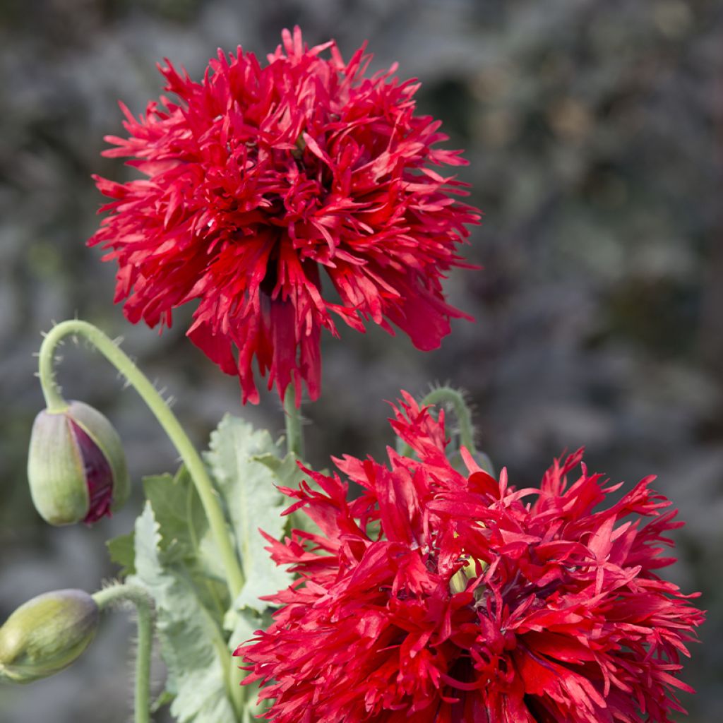 Oopiumiunikko Crimson Feathers