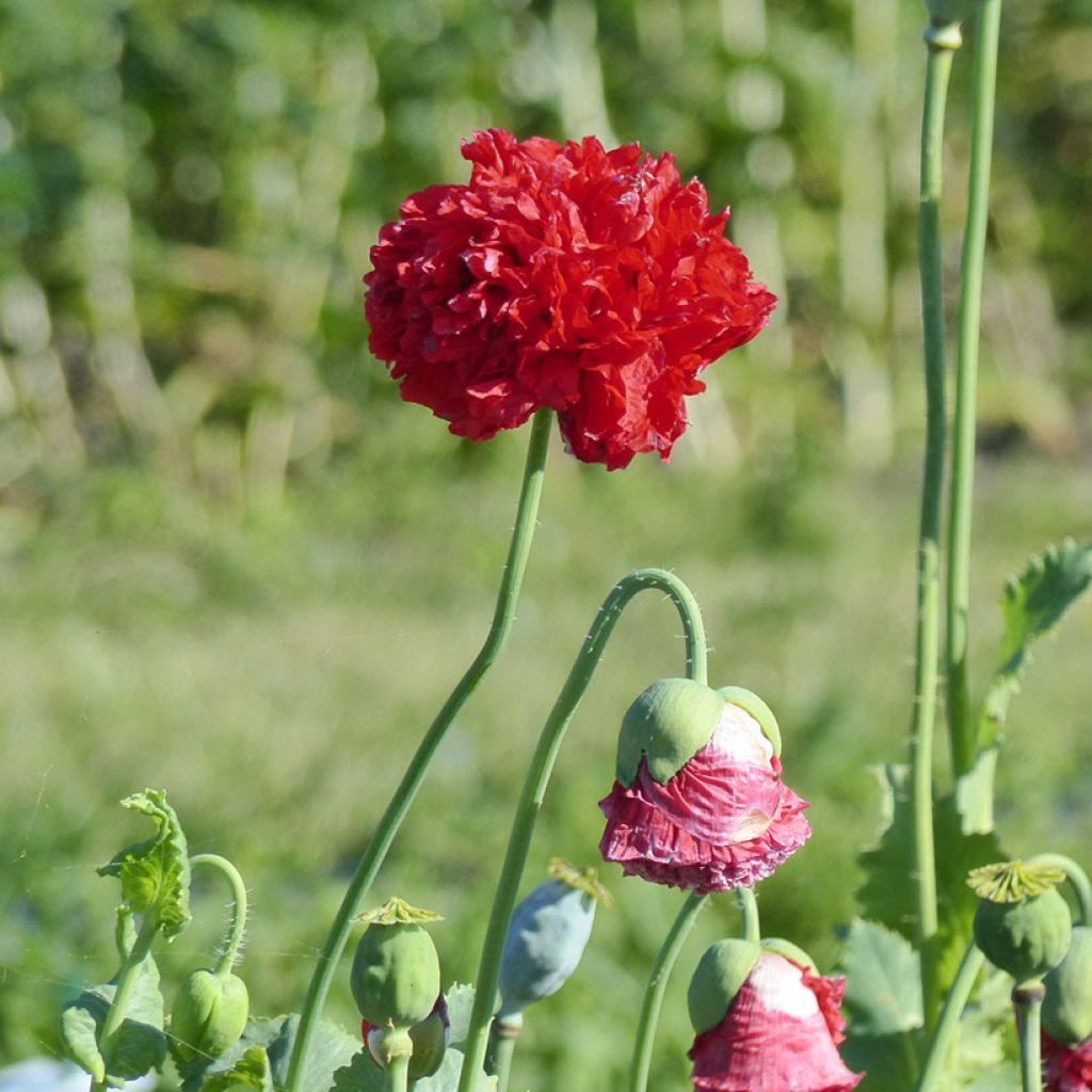 Oopiumiunikko Red Peony