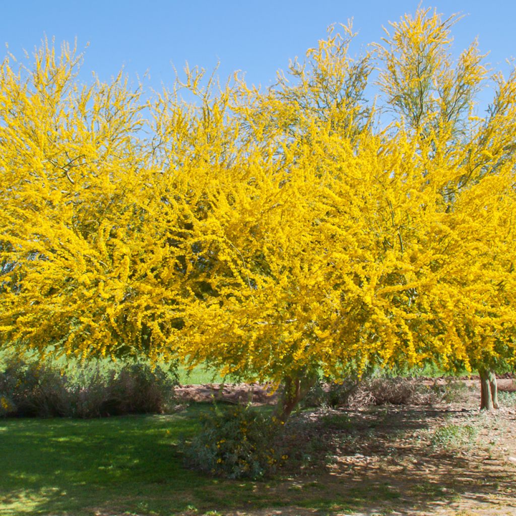 Cercidium floridum