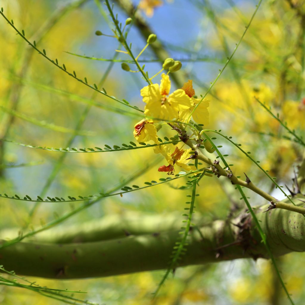 Cercidium floridum