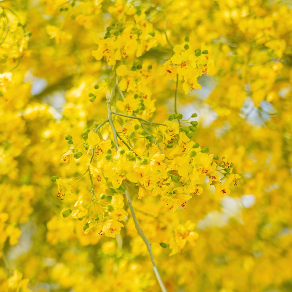 Cercidium floridum