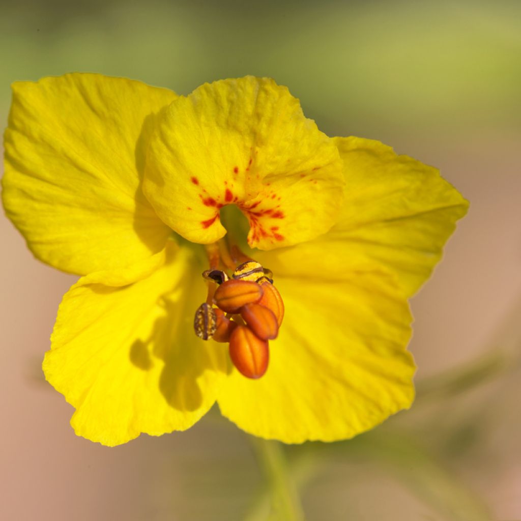 Cercidium floridum