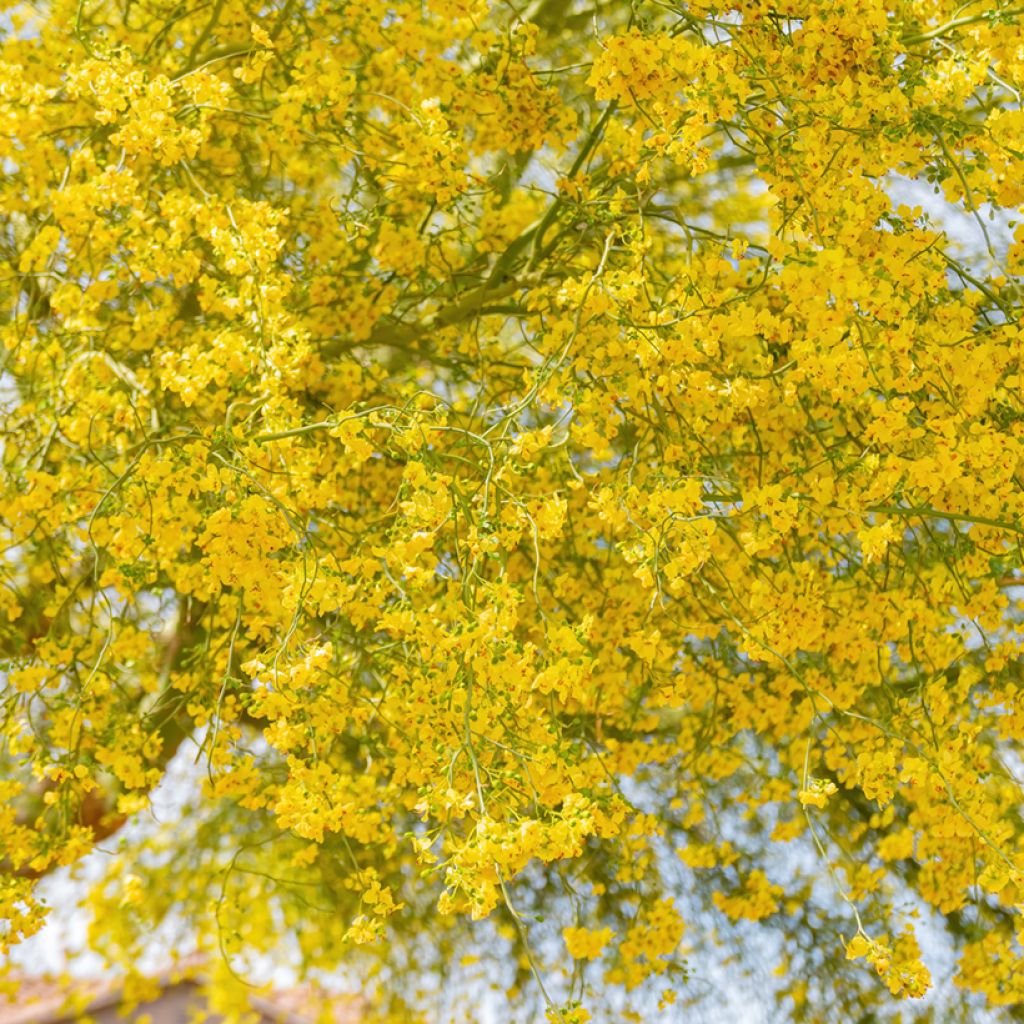 Cercidium floridum