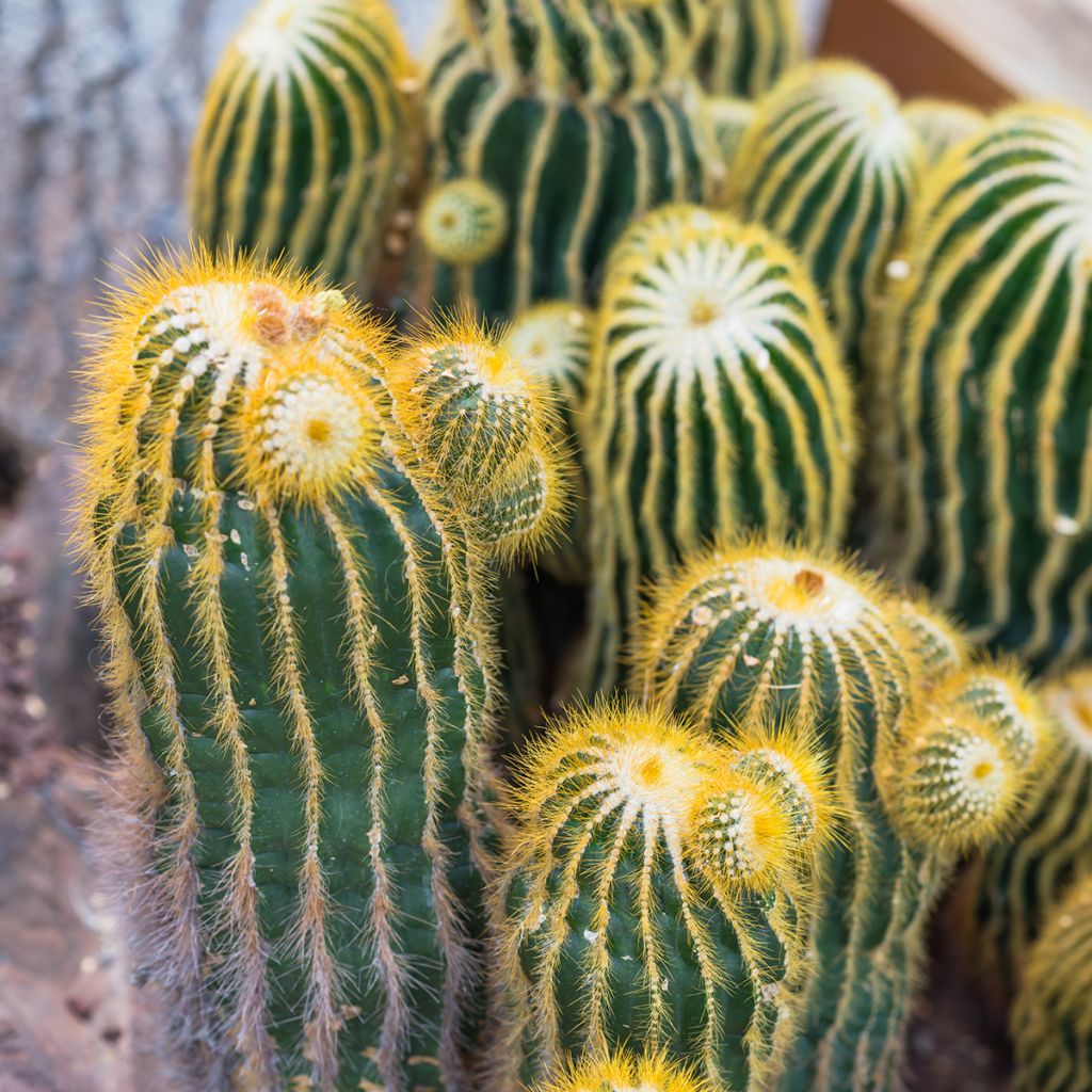 Parodia warasii