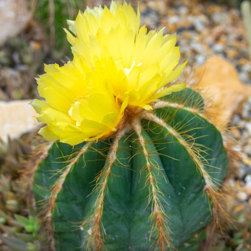 Parodia warasii