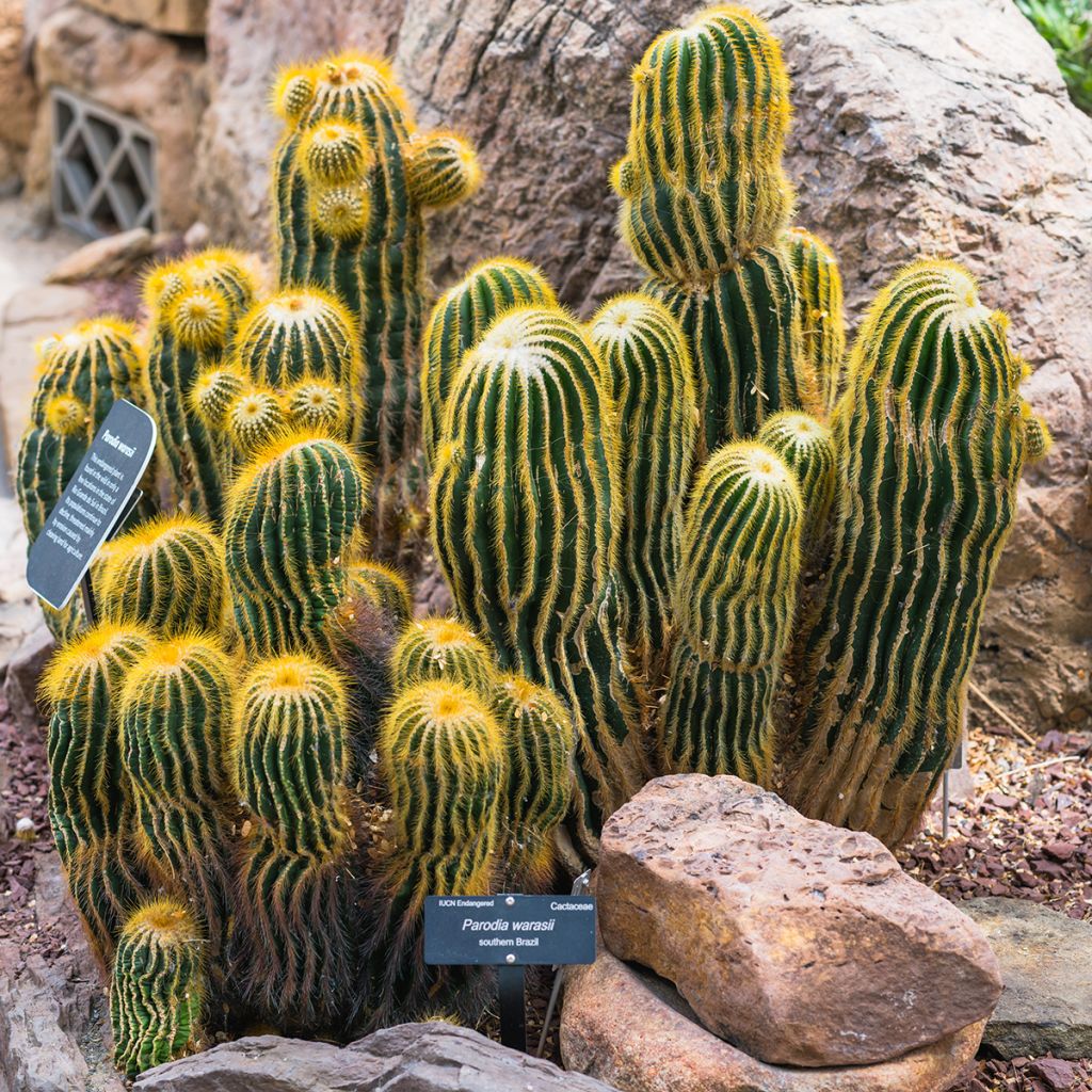 Parodia warasii