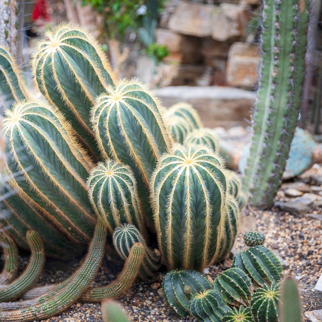 Parodia magnifica