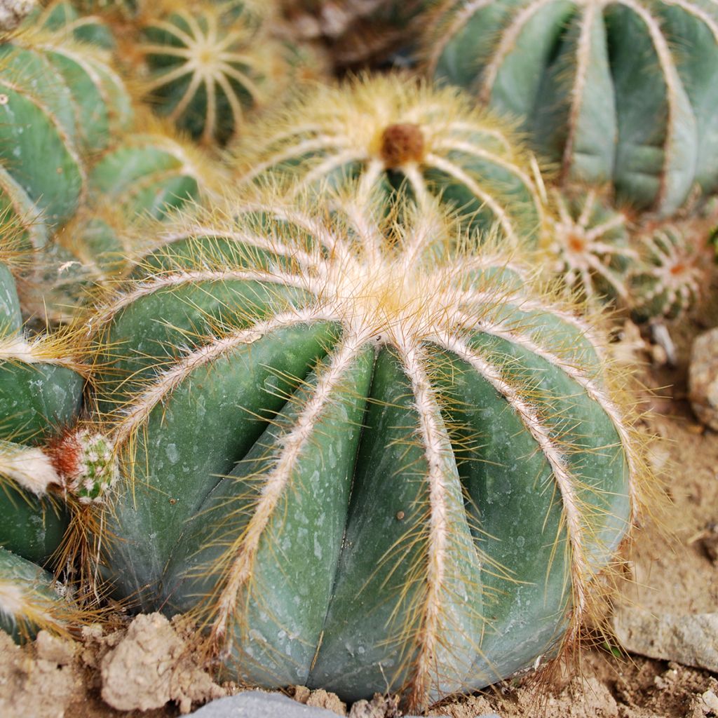 Parodia magnifica