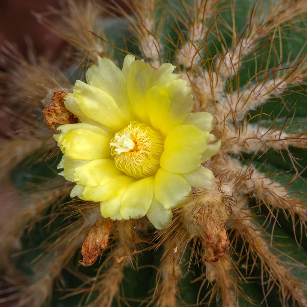 Parodia magnifica