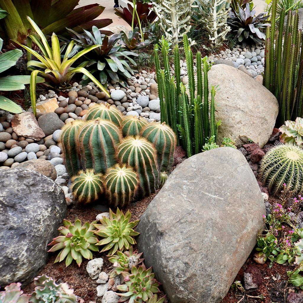 Parodia magnifica