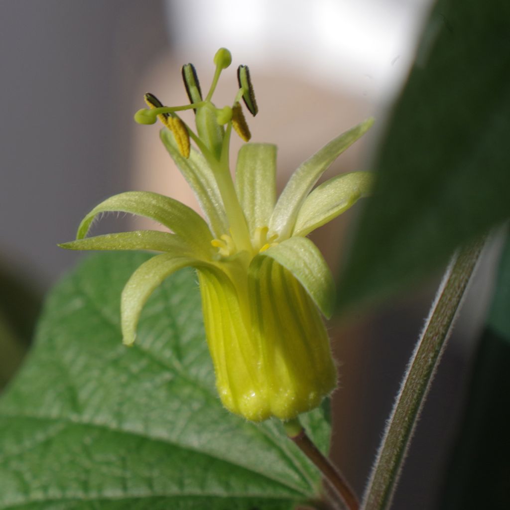 Passio - Passiflora citrina