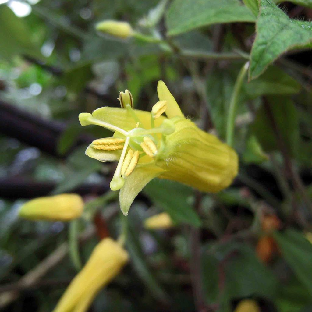 Passio - Passiflora citrina