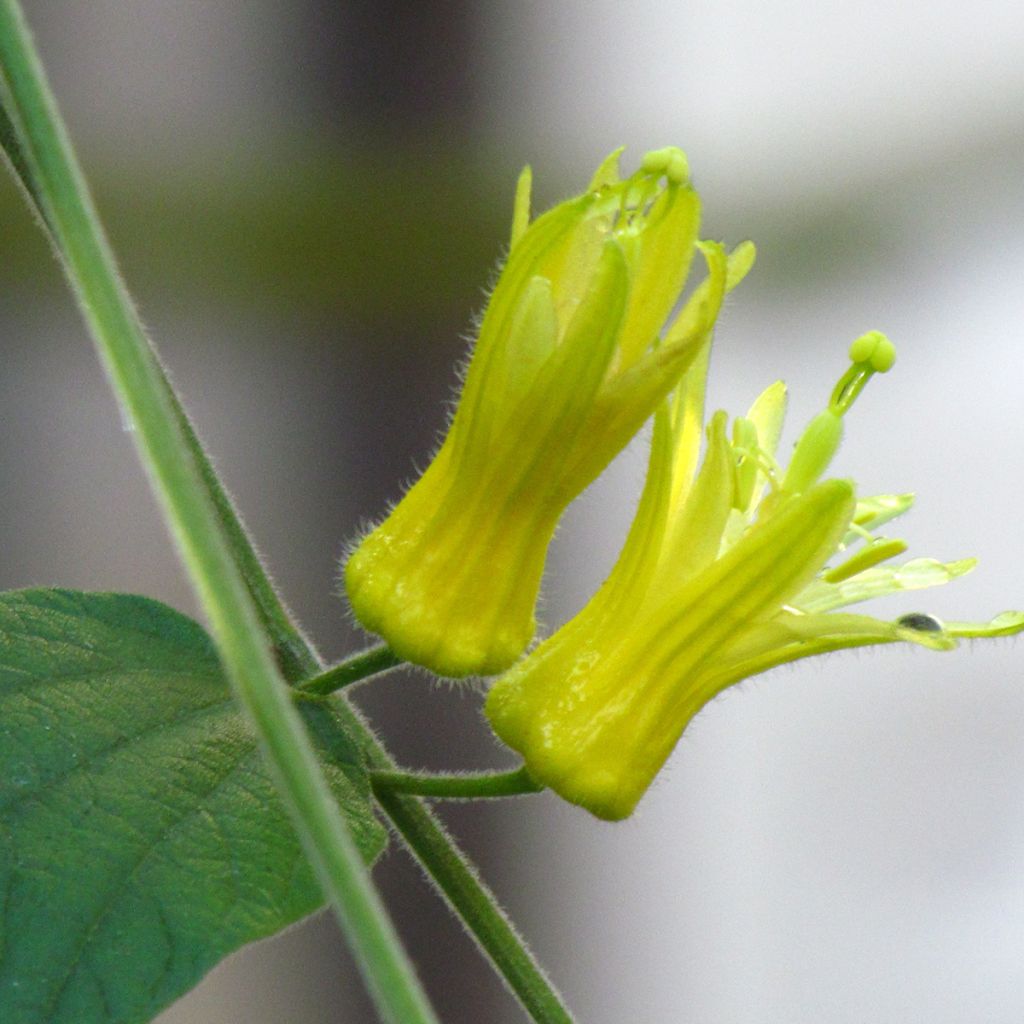 Passio - Passiflora citrina
