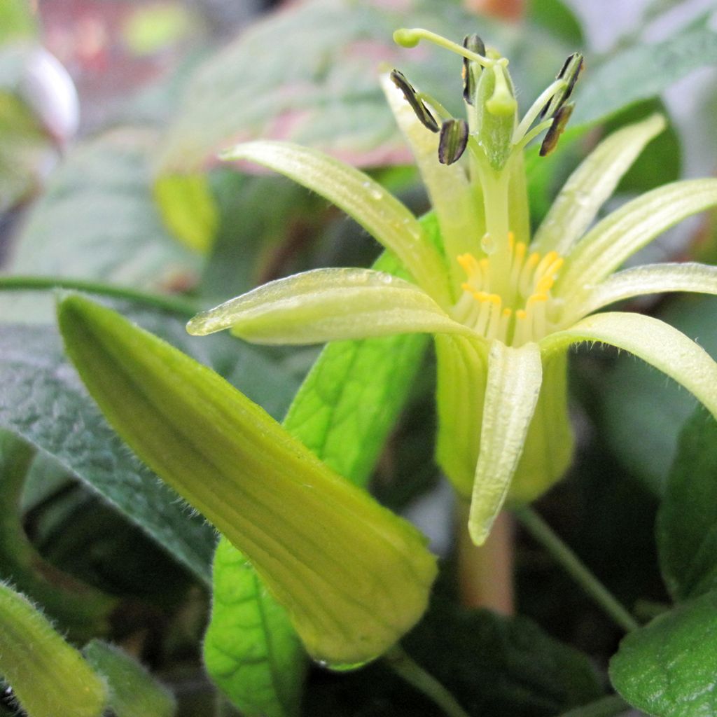 Passio - Passiflora citrina