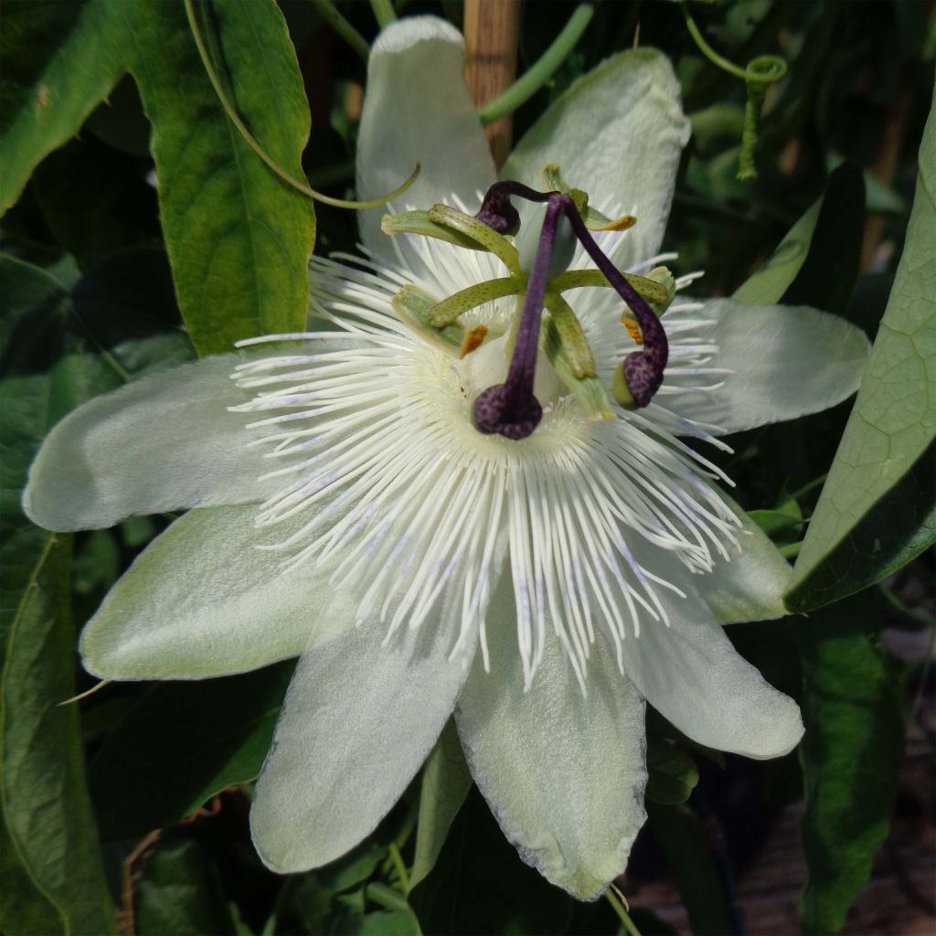 Panamanpassio - Passiflora subpeltata