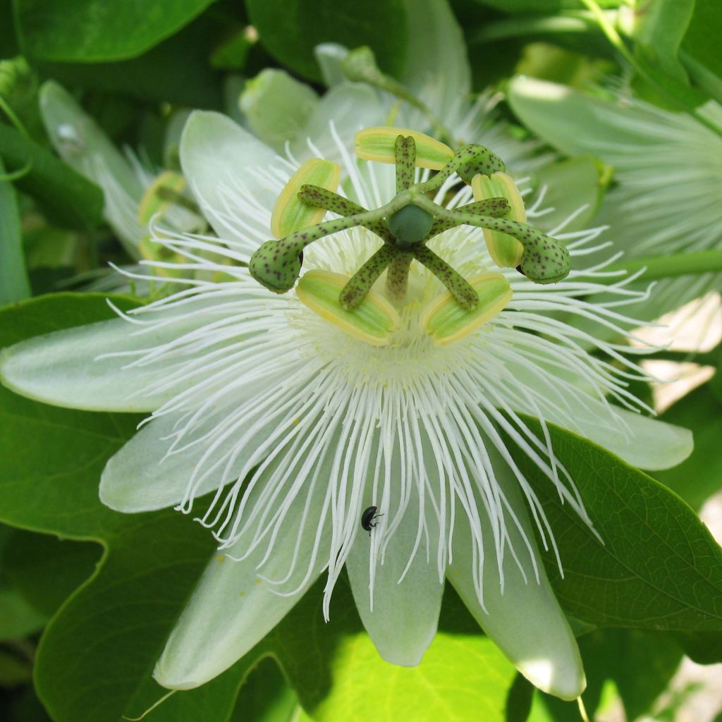 Panamanpassio - Passiflora subpeltata