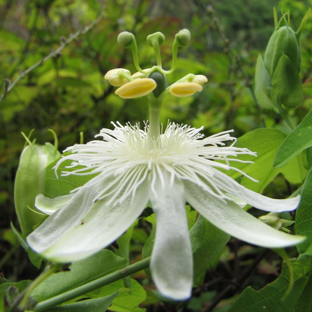 Panamanpassio - Passiflora subpeltata