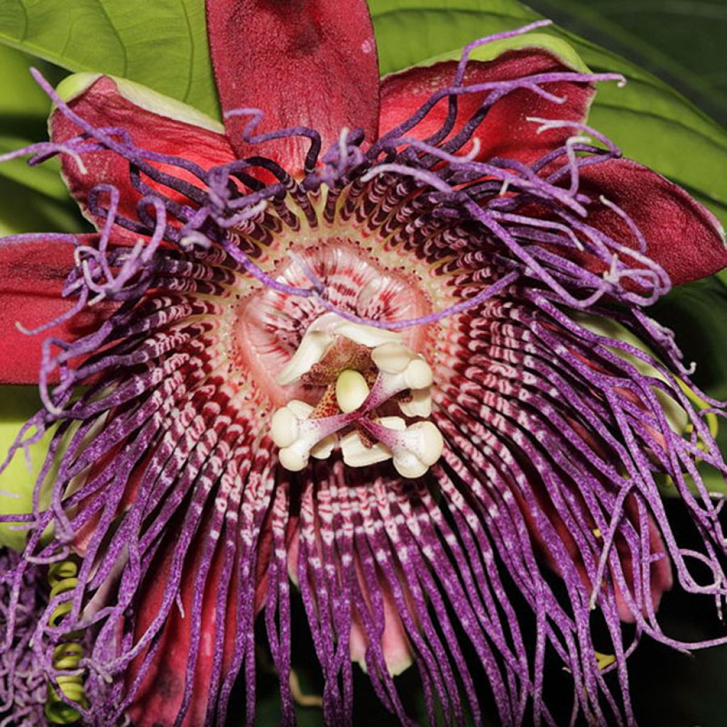 Jättipassio - Passiflora quadrangularis