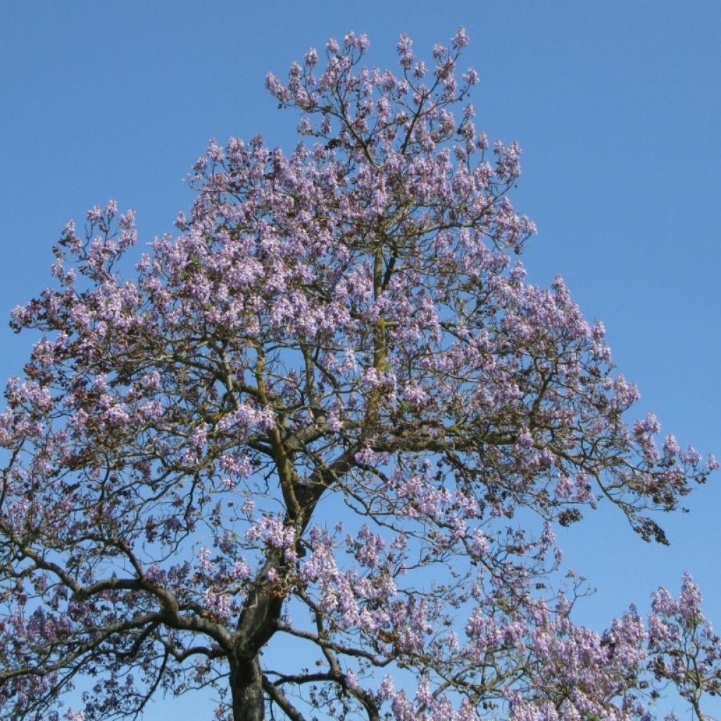 Keisaripuu (siemenet) - Paulownia tomentosa