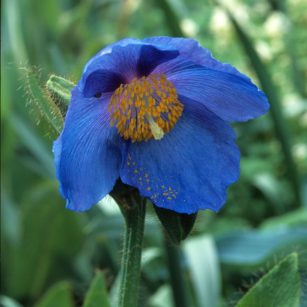 Sinivaleunikko - Meconopsis x sheldonii