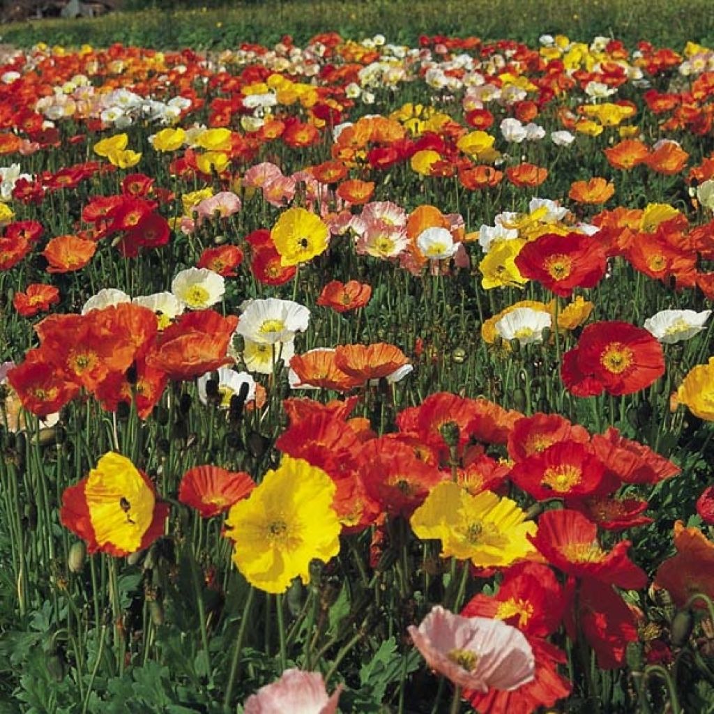 Helounikko Gartenzwerg